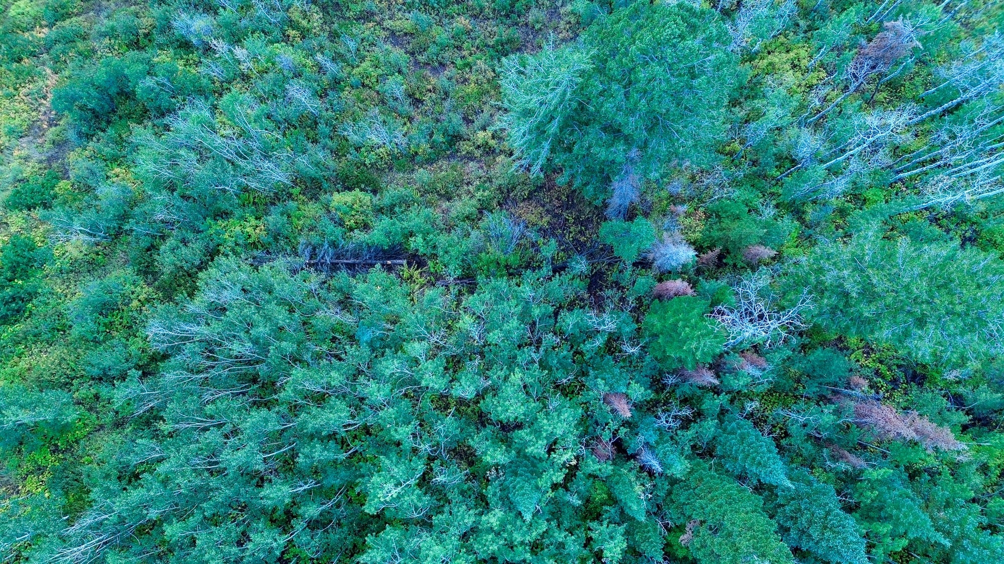 A stand of trees viewed from above. Green trees with shades of red, yellow, and browns interspersed. 
