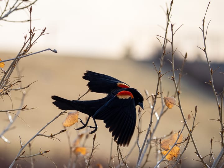 A black bird with patches of red and yellow on its wings leaps into flight. 