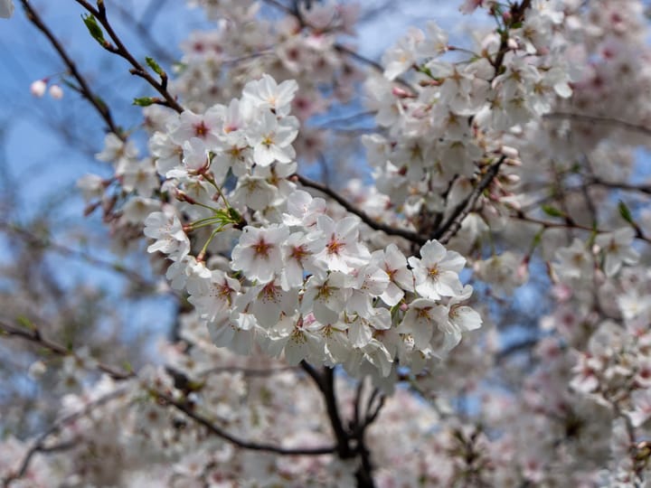 A delicate array of white and pink cherry blossom flowers adorn brown tree branches, with blue sky and many more flowers in the background.